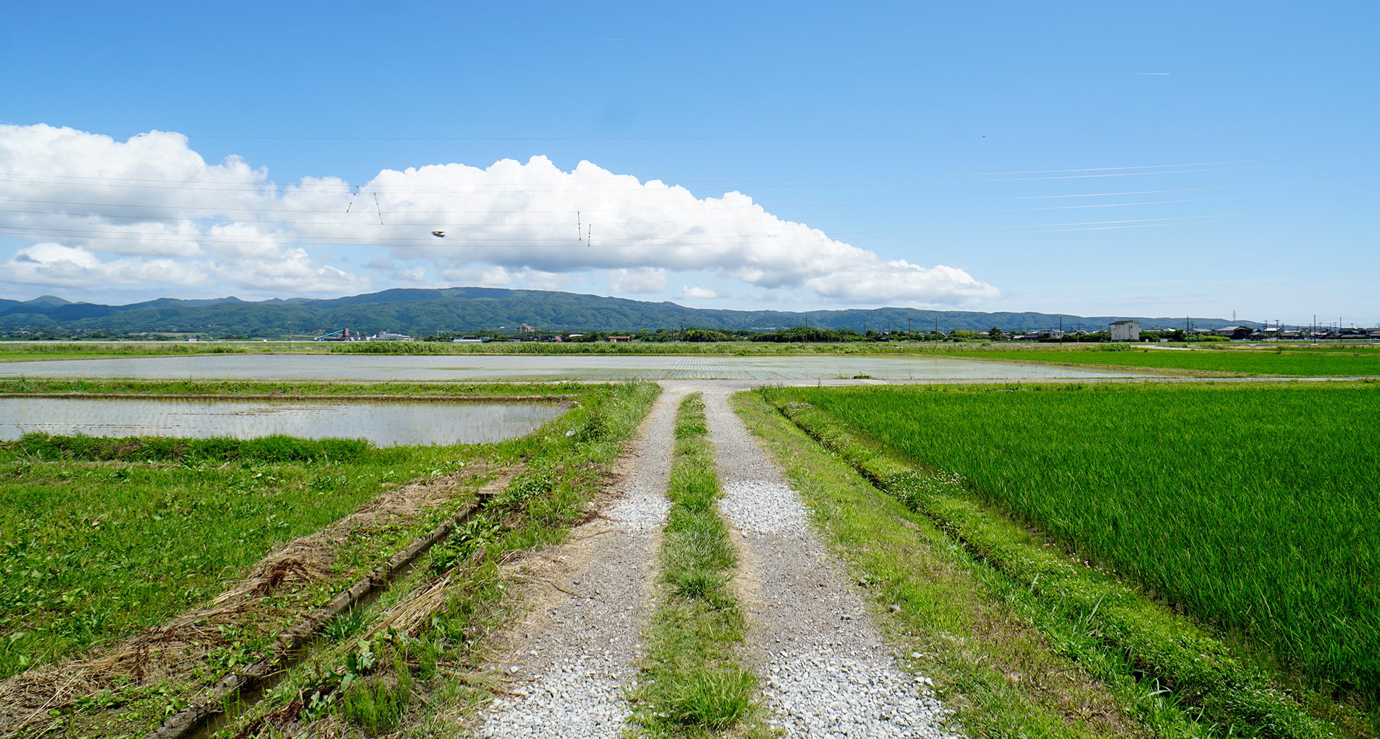 コシヒカリの稲が育つ田園風景